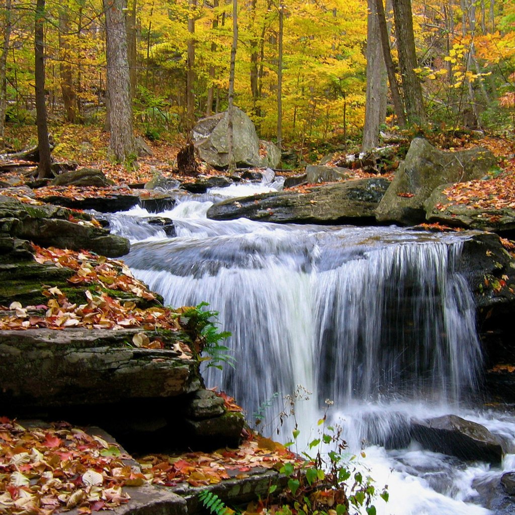 Обои деревья, камни, лес, листья, ручей, водопад, осень, trees, stones, forest, leaves, stream, waterfall, autumn разрешение 1920x1200 Загрузить