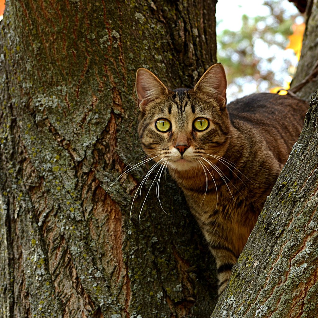 Обои дерево, кот, ветви, кошка, осень, ствол, котэ, глазища, tree, cat, branch, autumn, trunk, kote, eyes разрешение 1920x1200 Загрузить