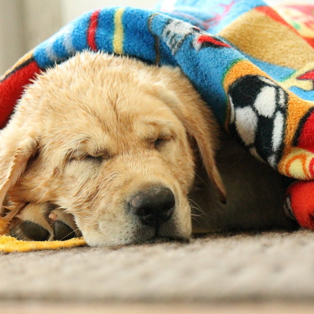 Обои морда, сон, собака, спит, одеяло, лабрадор, face, sleep, dog, sleeping, blanket, labrador разрешение 1920x1200 Загрузить