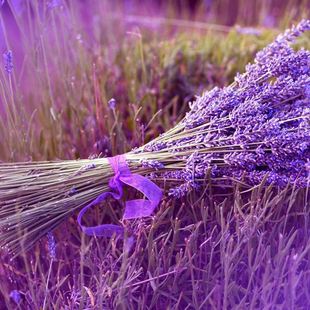 Обои цветы, природа, поле, лаванда, букет, лента, flowers, nature, field, lavender, bouquet, tape разрешение 1920x1200 Загрузить