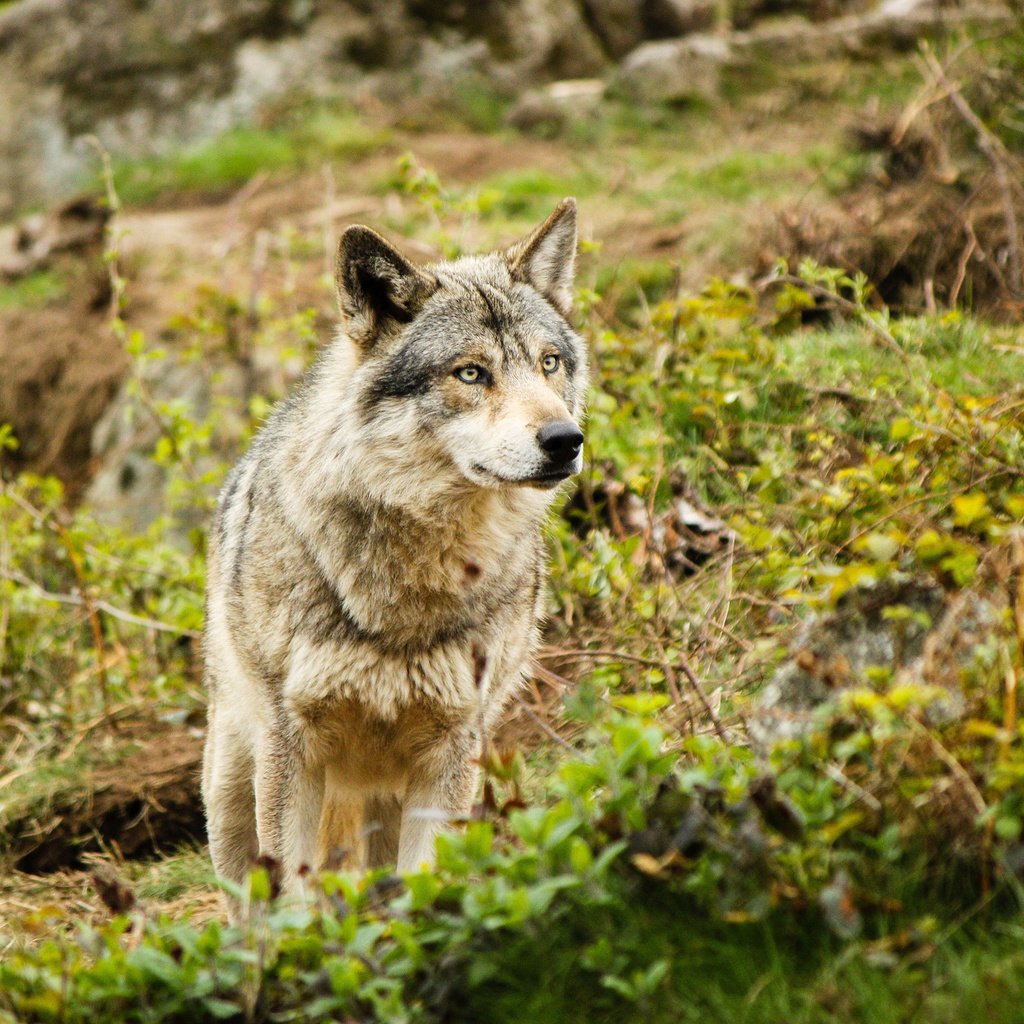 Обои природа, лес, взгляд, хищник, волк, nature, forest, look, predator, wolf разрешение 2560x1600 Загрузить