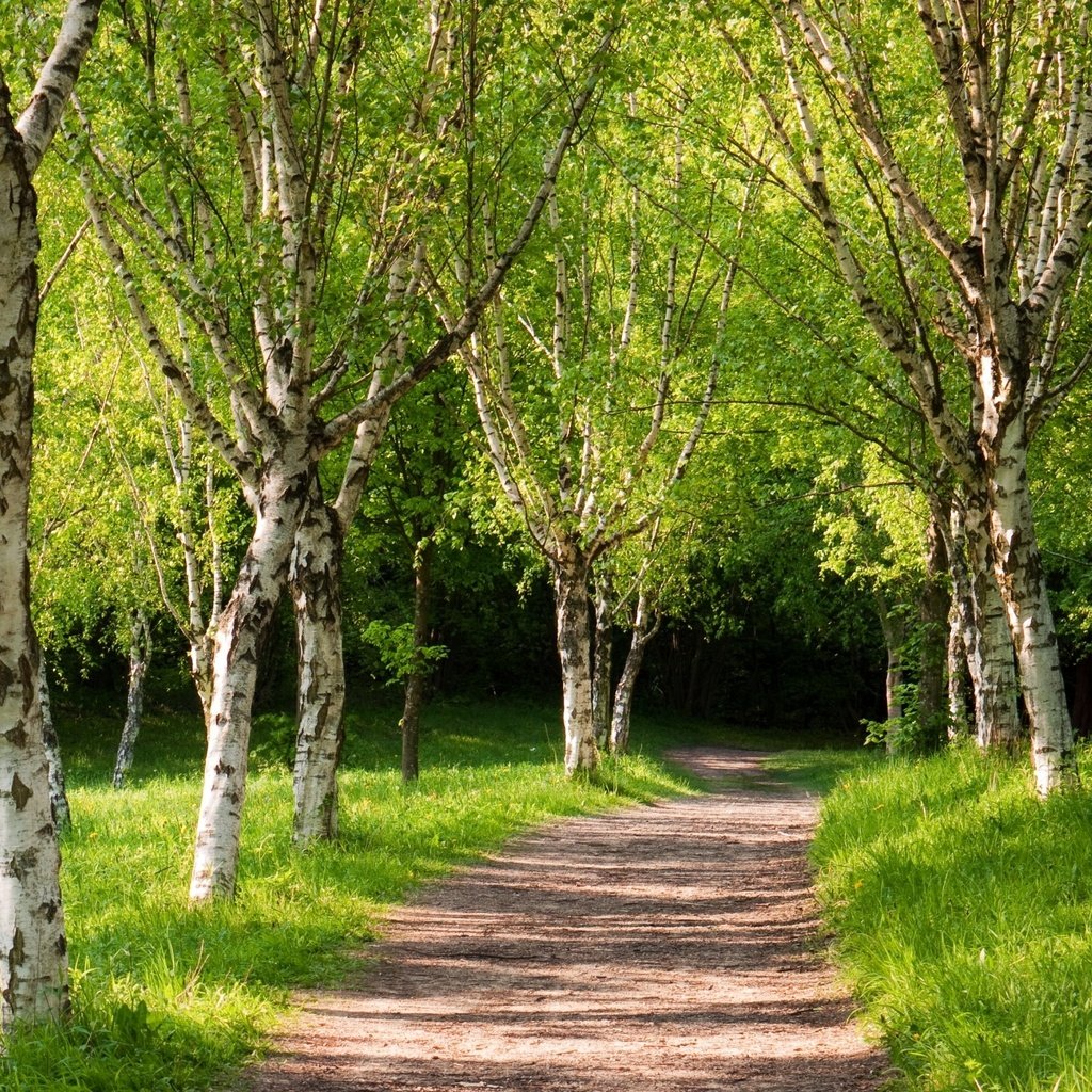 Обои парк, дорожка, березы, лето, зеленые деревья, park, track, birch, summer, green trees разрешение 2560x1600 Загрузить