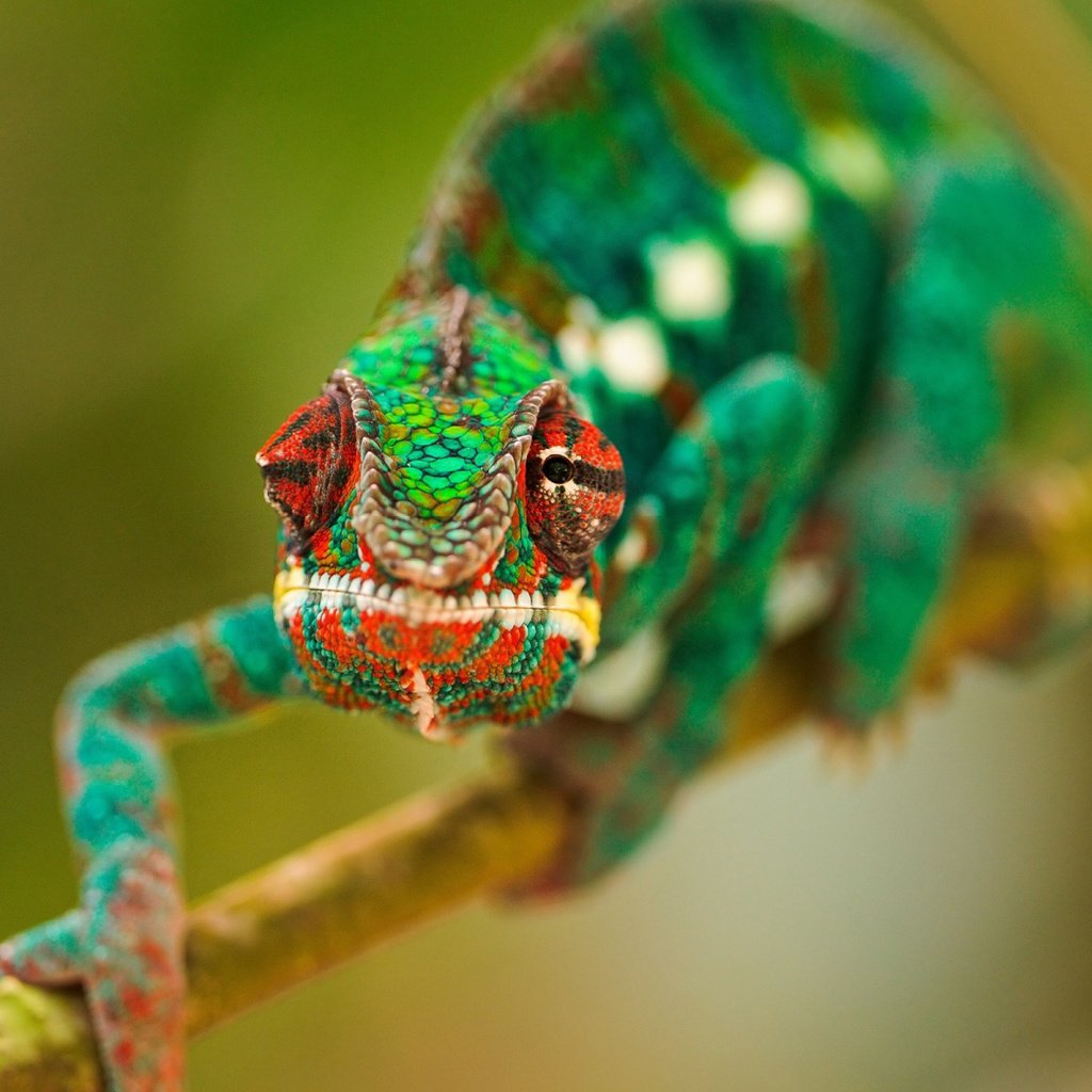 Обои глаза, ветка, макро, разноцветный, ящерица, хамелеон, рептилия, eyes, branch, macro, colorful, lizard, chameleon, reptile разрешение 1920x1200 Загрузить