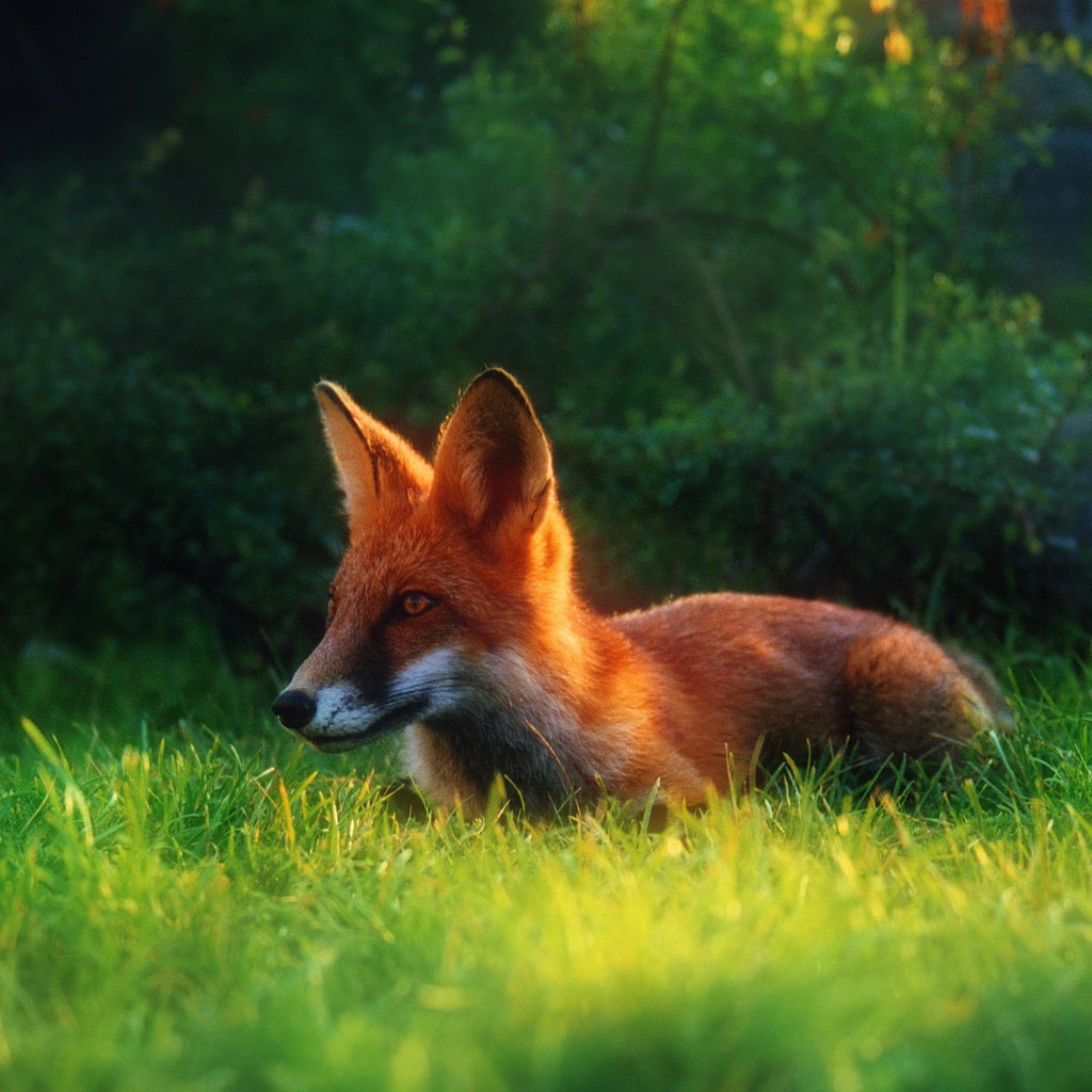 Обои трава, лето, рыжая, лиса, лисица, grass, summer, red, fox разрешение 2034x1416 Загрузить