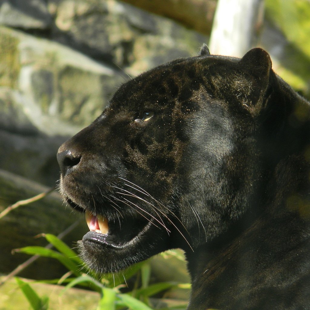 Обои морда, взгляд, хищник, пантера, черная, багира, face, look, predator, panther, black, bagira разрешение 1920x1440 Загрузить