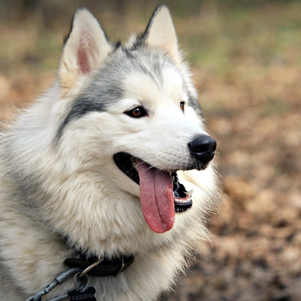 Обои морда, собака, язык, аляскинский маламут, face, dog, language, alaskan malamute разрешение 2560x1600 Загрузить