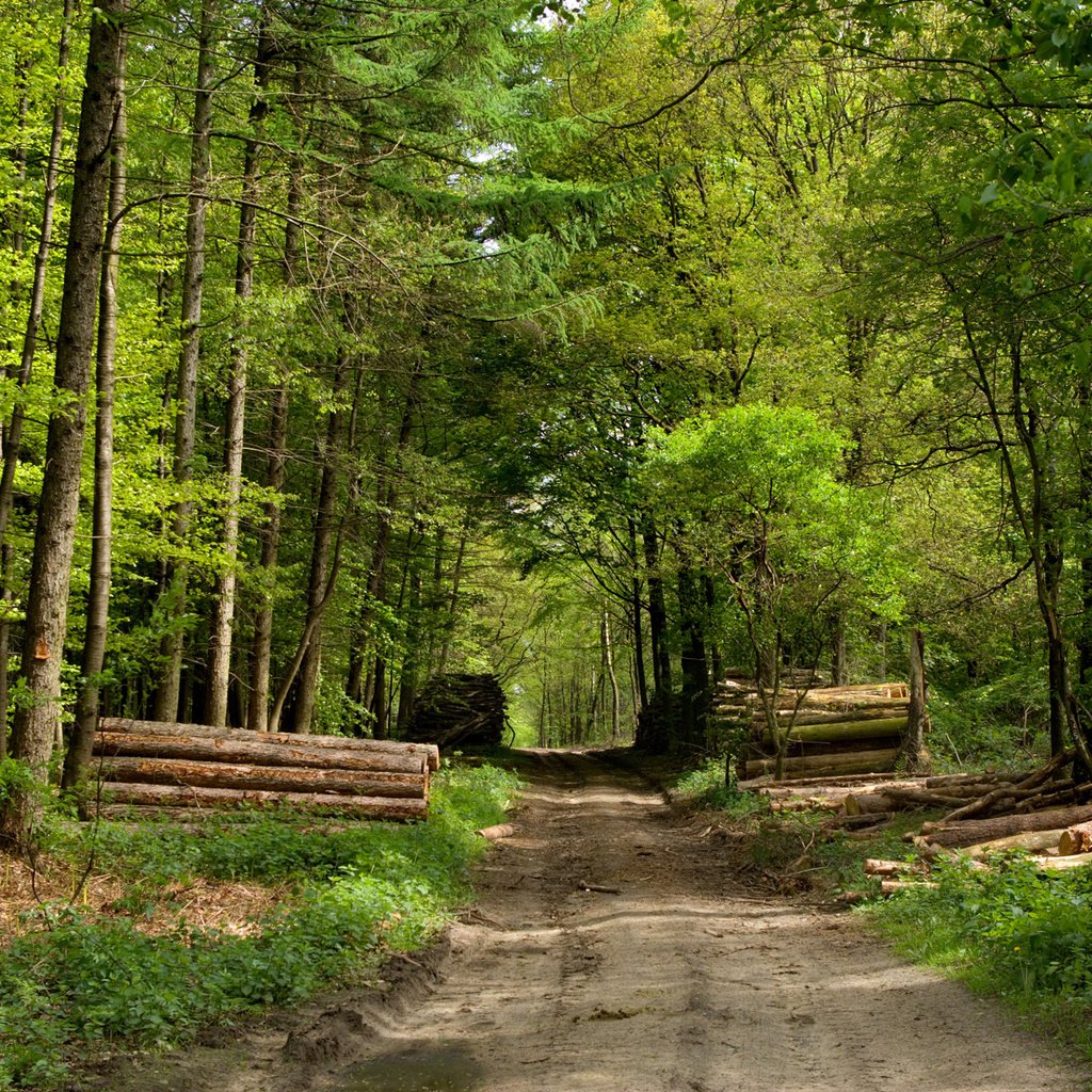 Обои дорога, деревья, зелень, лес, road, trees, greens, forest разрешение 1920x1200 Загрузить