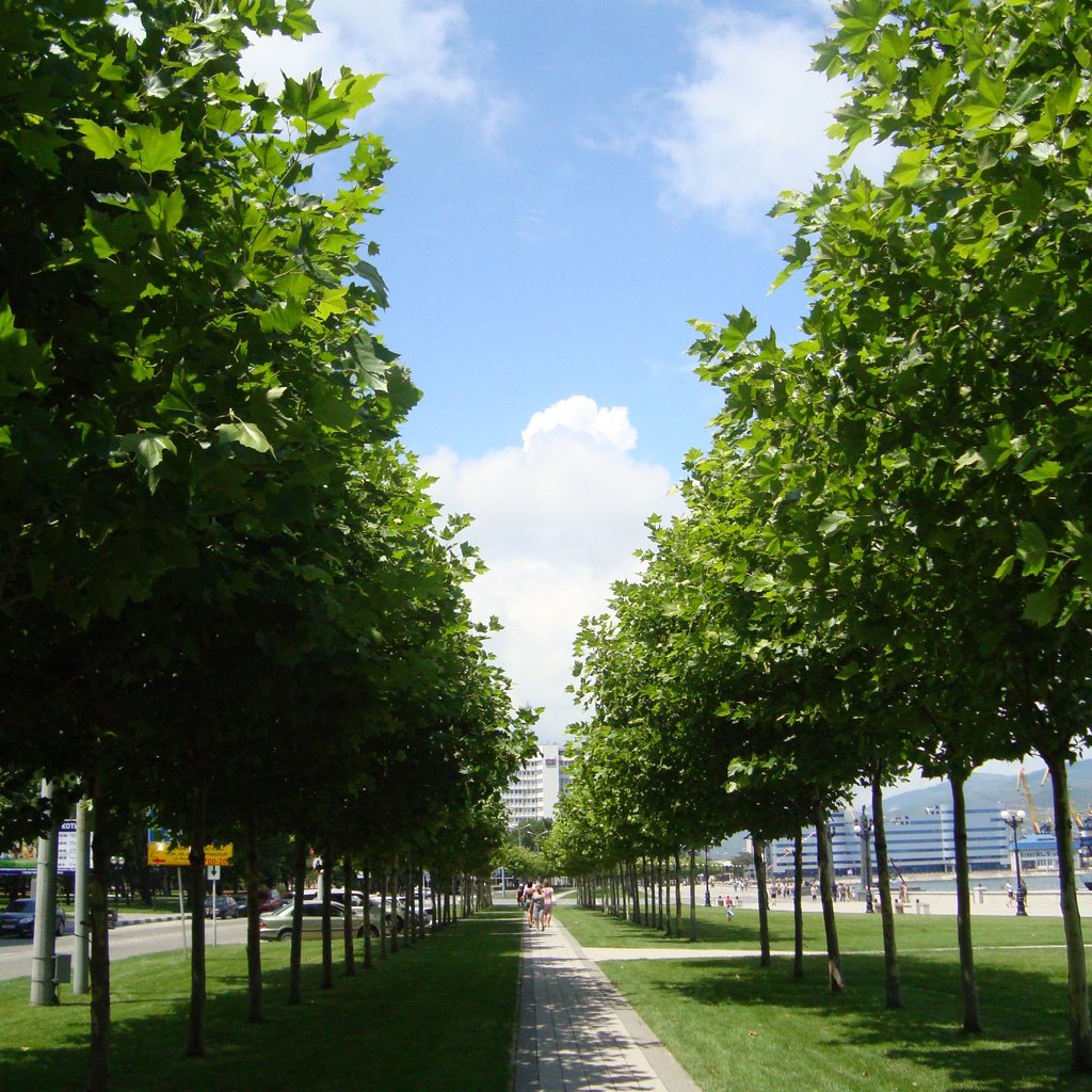 Обои деревья, россия, аллея, новосибирск, trees, russia, alley, novosibirsk разрешение 2448x3264 Загрузить