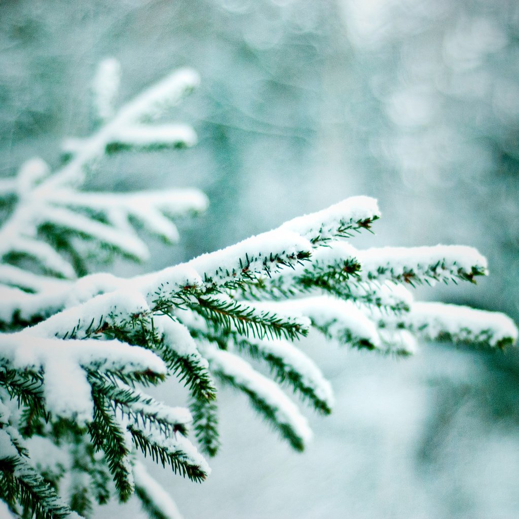 Обои ветка, снег, зима, макро, ель, еловая ветка, branch, snow, winter, macro, spruce, spruce branch разрешение 1920x1280 Загрузить