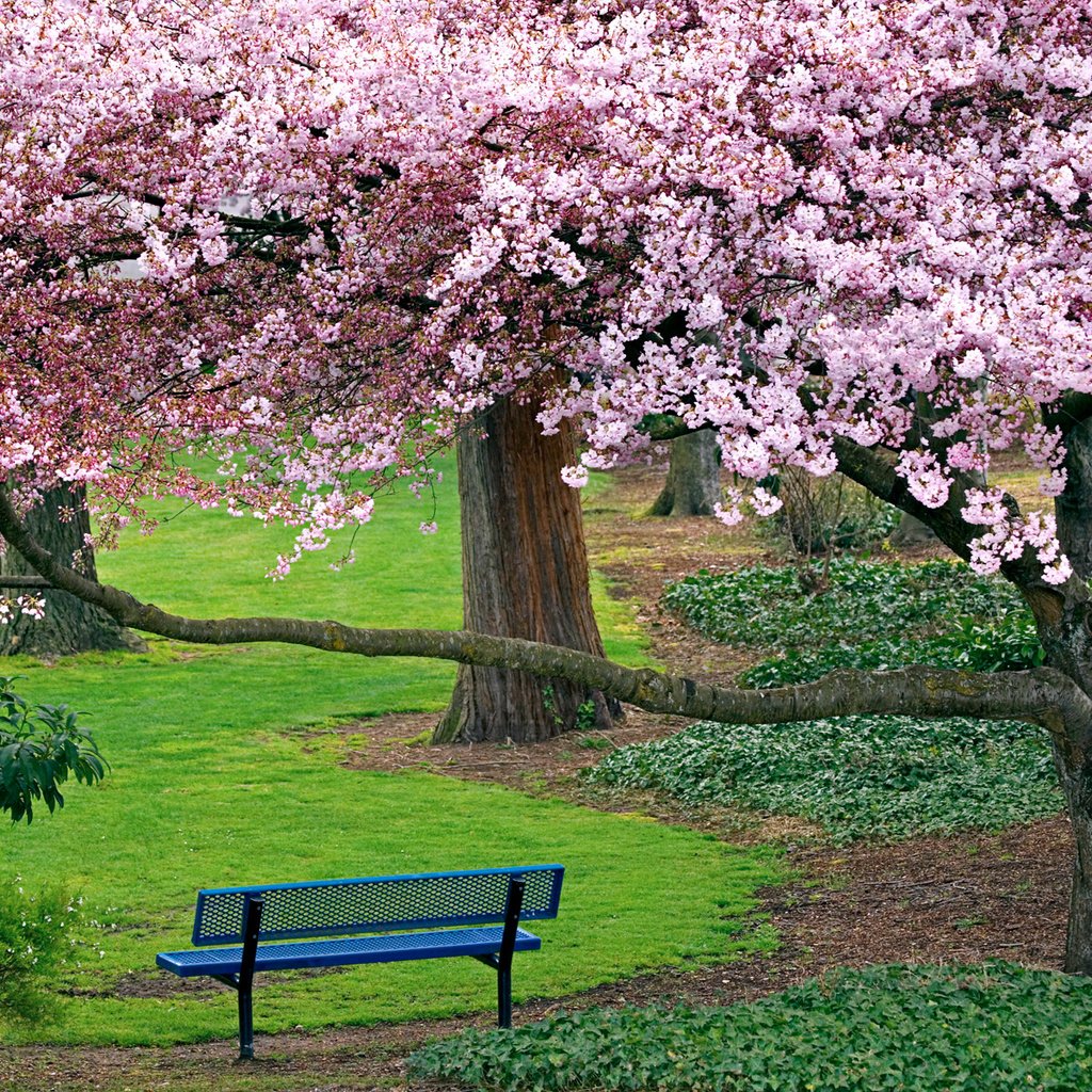 Обои деревья, природа, дорожка, весна, скамейка, сакура, цветущие, trees, nature, track, spring, bench, sakura, blooming разрешение 1920x1200 Загрузить