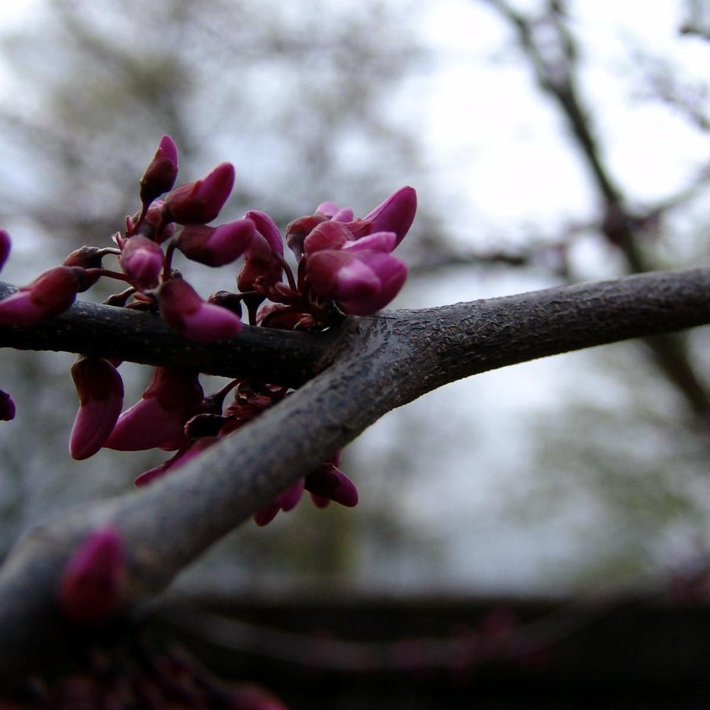 Обои цветы, дерево, ветви, весна, flowers, tree, branch, spring разрешение 1920x1200 Загрузить