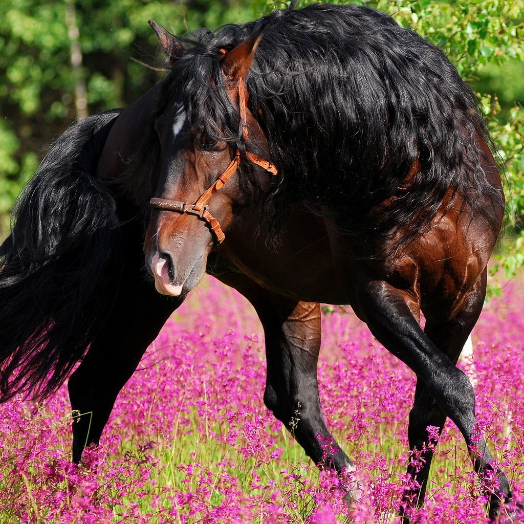 Обои цветы, лошадь, лес, лето, конь, грива, жеребец, лошад, flowers, horse, forest, summer, mane, stallion разрешение 1920x1280 Загрузить