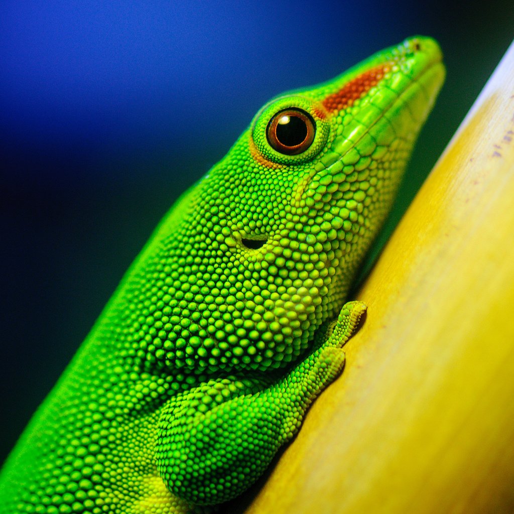 Обои макро, ящерица, зеленая, рептилия, california academy of sciences, macro, lizard, green, reptile разрешение 2560x1600 Загрузить