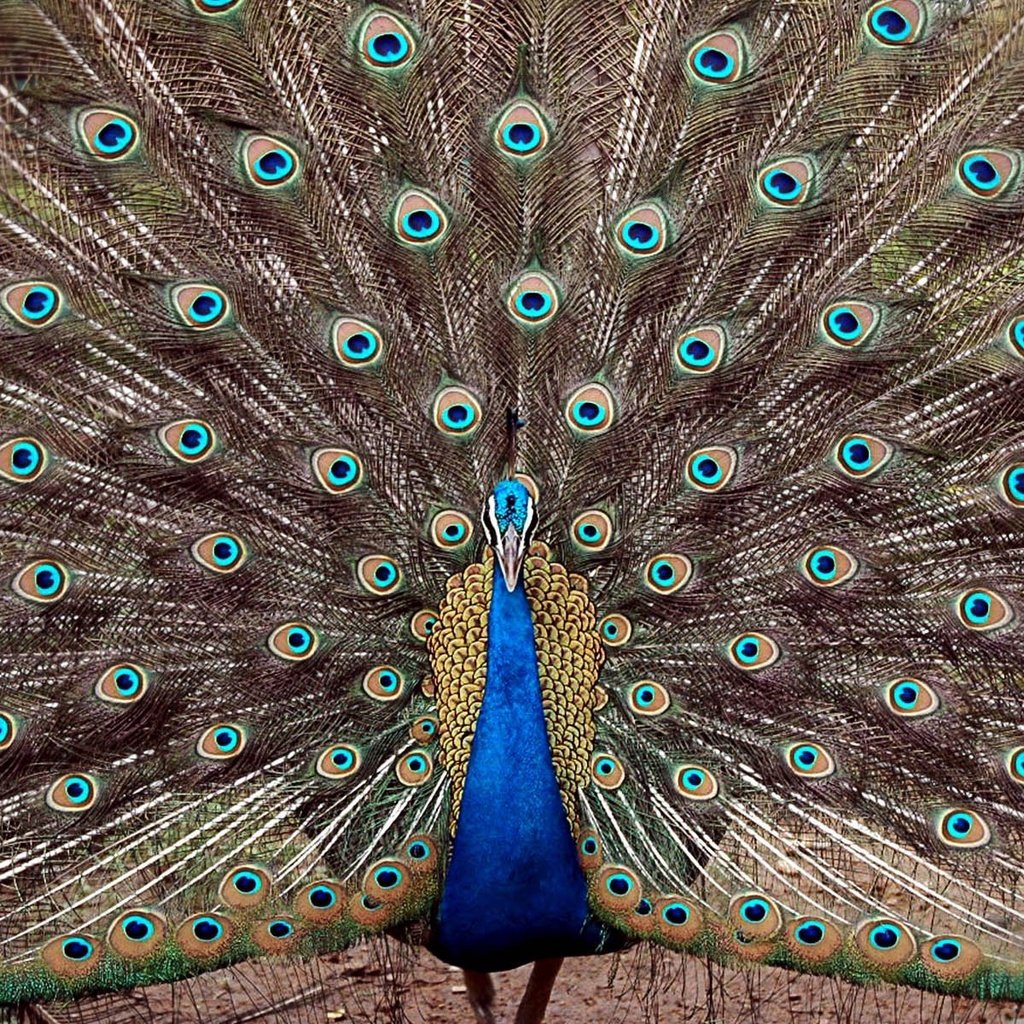 Обои птица, павлин, перья, хвост, bird, peacock, feathers, tail разрешение 1920x1200 Загрузить