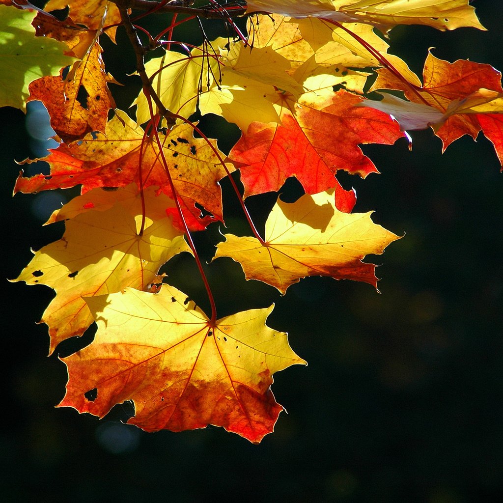 Обои свет, листья, клен, кленовый лист, сухой, осенние листья, light, leaves, maple, maple leaf, dry, autumn leaves разрешение 1920x1200 Загрузить