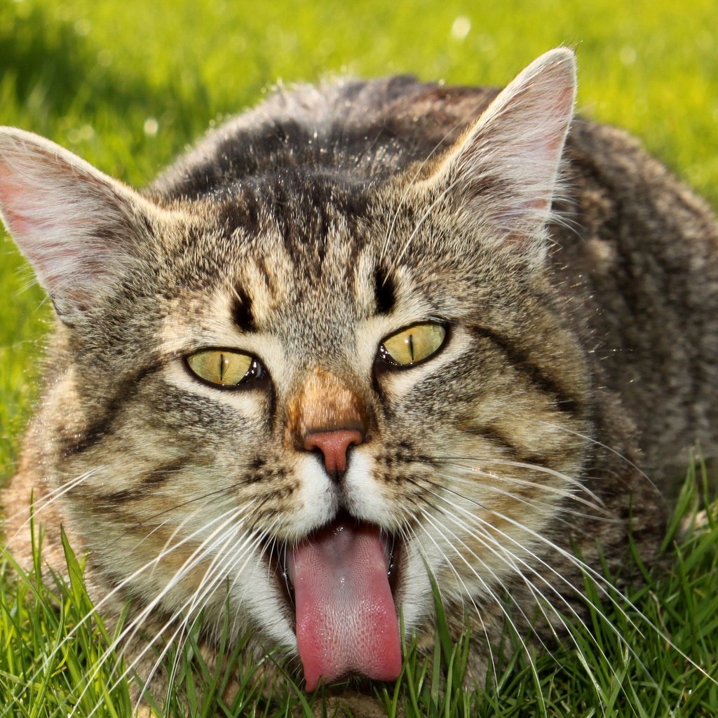 Обои трава, кот, лето, кошка, взгляд, лежит, язык, grass, cat, summer, look, lies, language разрешение 2560x1600 Загрузить