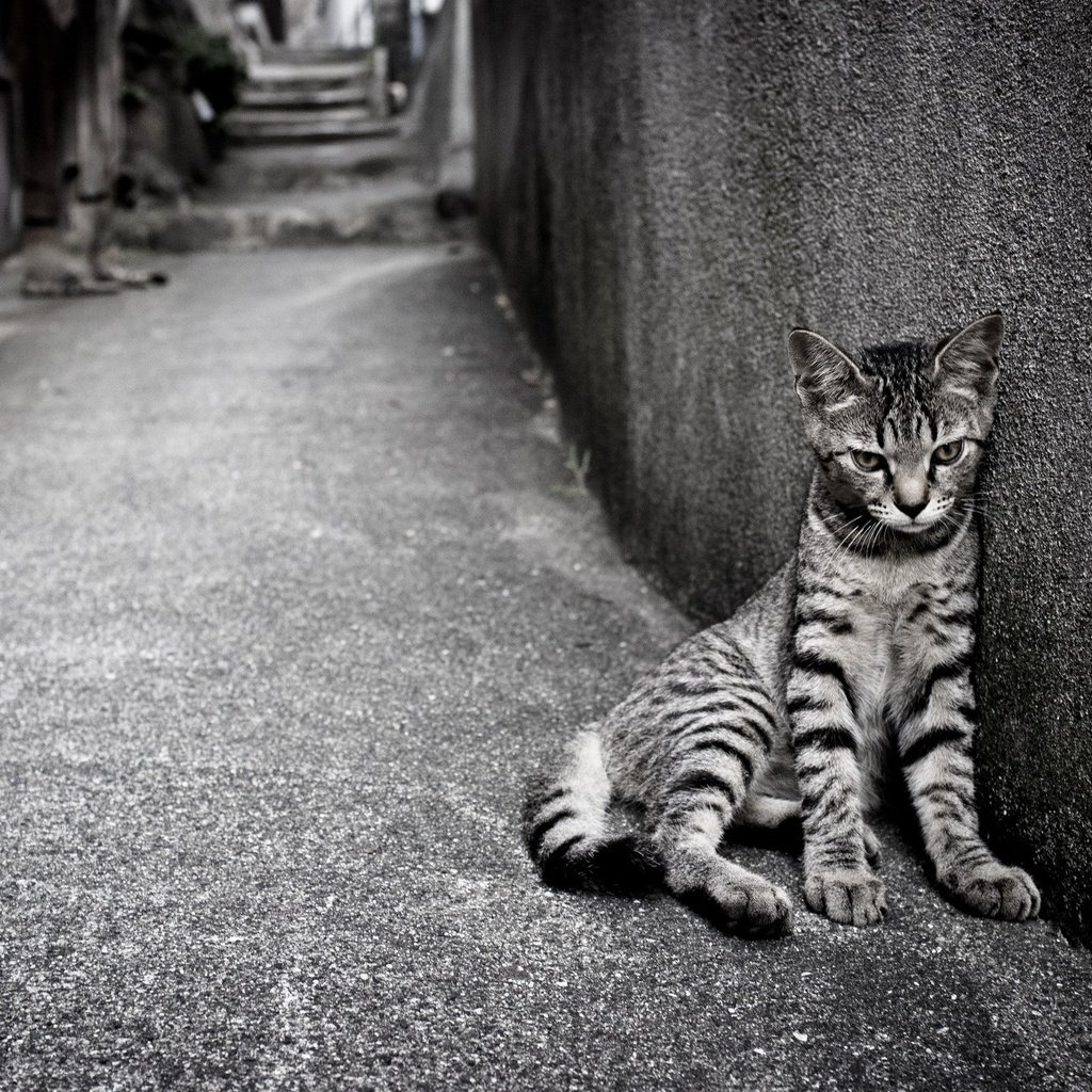 Обои кошка, одиночество, улица, кот.полосатый, cat, loneliness, street, cat.striped разрешение 2560x1600 Загрузить