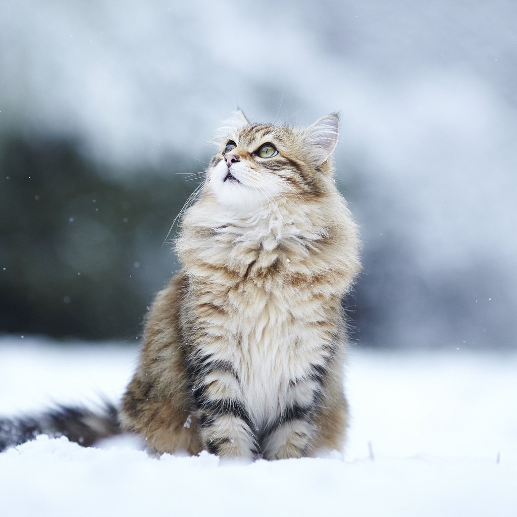 Обои снег, зима, кот, кошка, взгляд, пушистый, улица, snow, winter, cat, look, fluffy, street разрешение 2048x1365 Загрузить