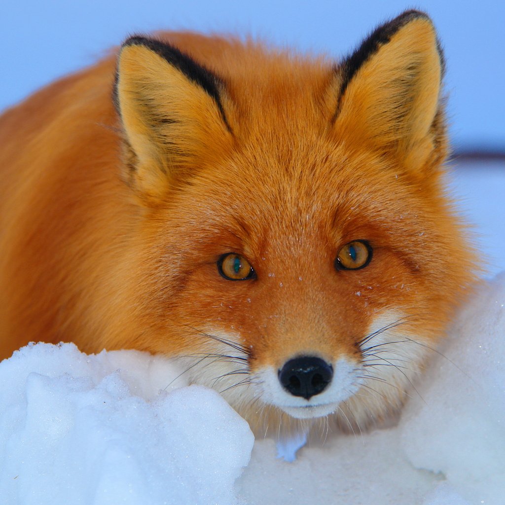 Обои снег, зима, взгляд, рыжая, лиса, лисица, snow, winter, look, red, fox разрешение 3888x2592 Загрузить