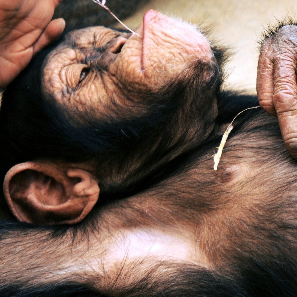 Обои лежит, отдыхает, обезьяна, примат, шимпанзе, lies, resting, monkey, the primacy of, chimpanzees разрешение 2560x1600 Загрузить
