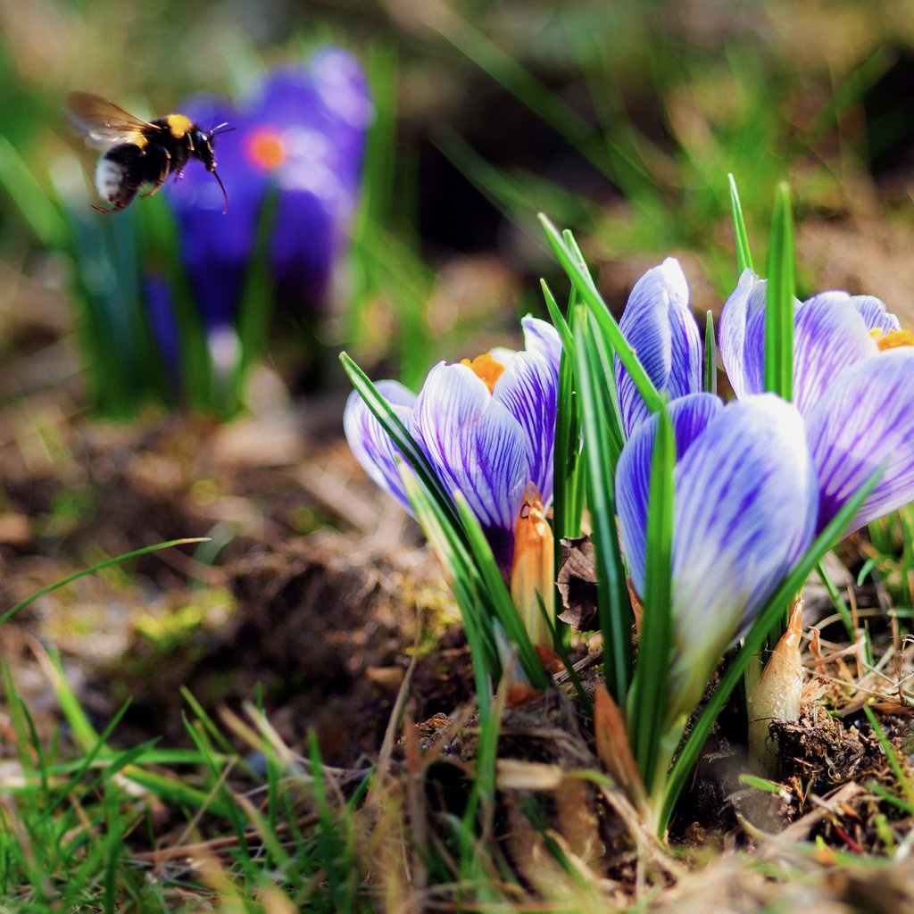 Обои трава, весна, шмель, крокусы, первые цветы, grass, spring, bumblebee, crocuses, the first flowers разрешение 2560x1700 Загрузить