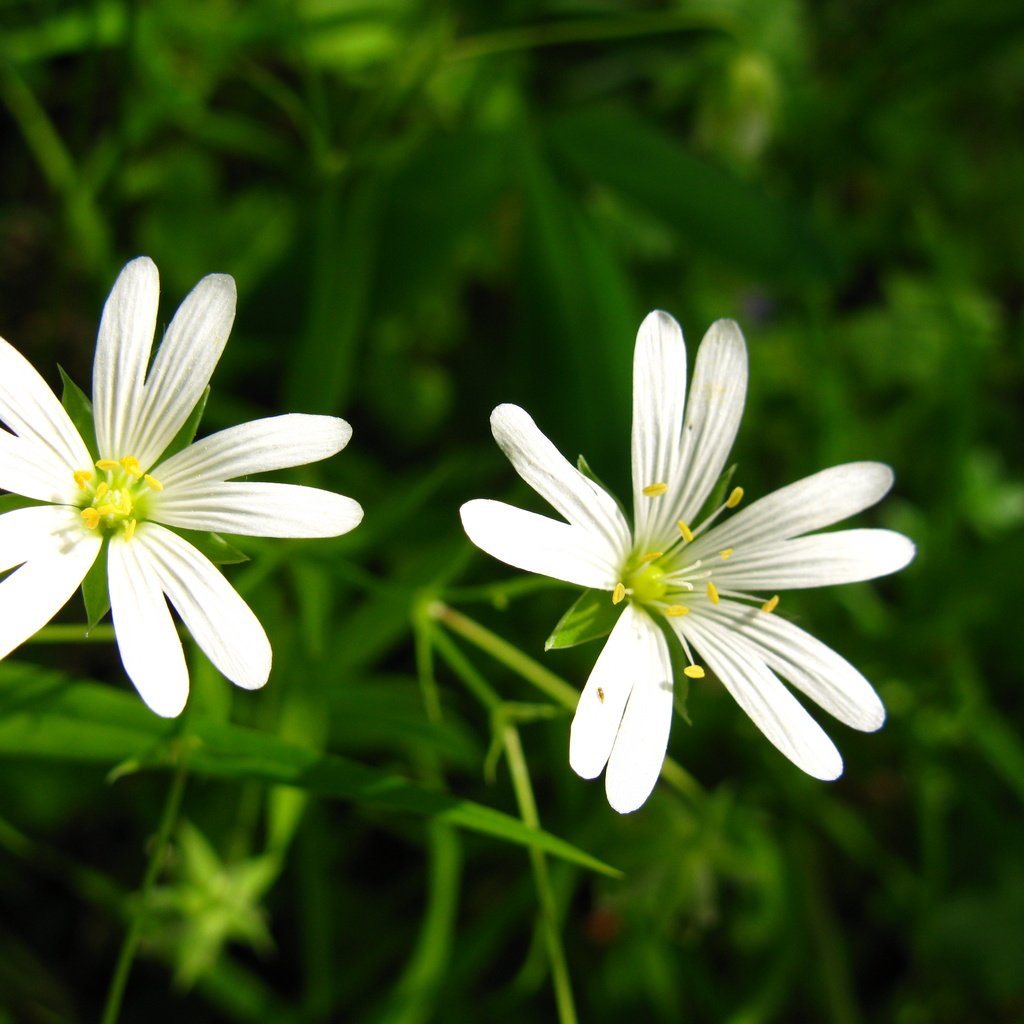 Обои цветы, белые, cvety, leto, zvezdochki, lug, звездчатка, flowers, white, stellaria разрешение 4000x3000 Загрузить