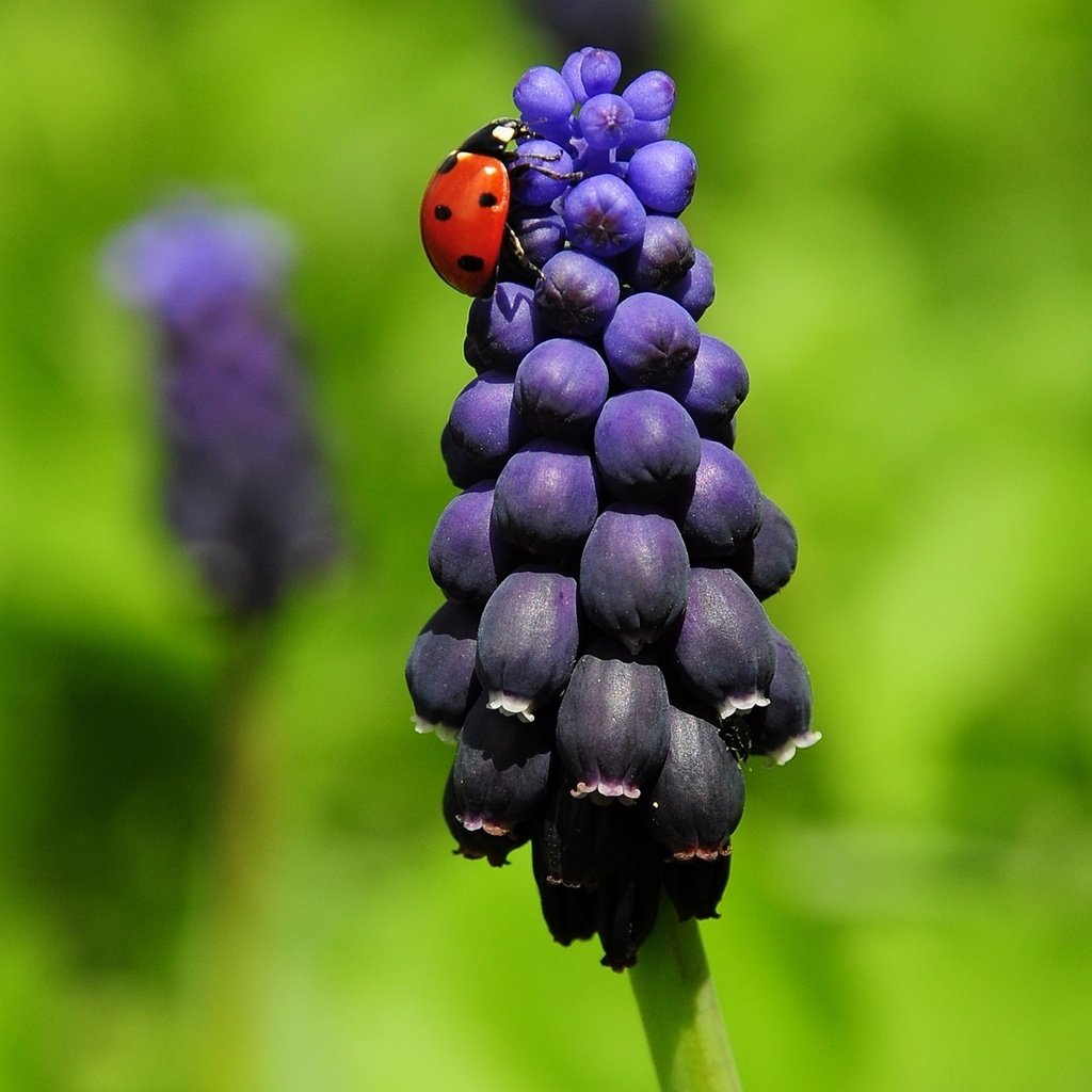 Обои божья коровка, гиацинт, ladybug, hyacinth разрешение 1920x1200 Загрузить