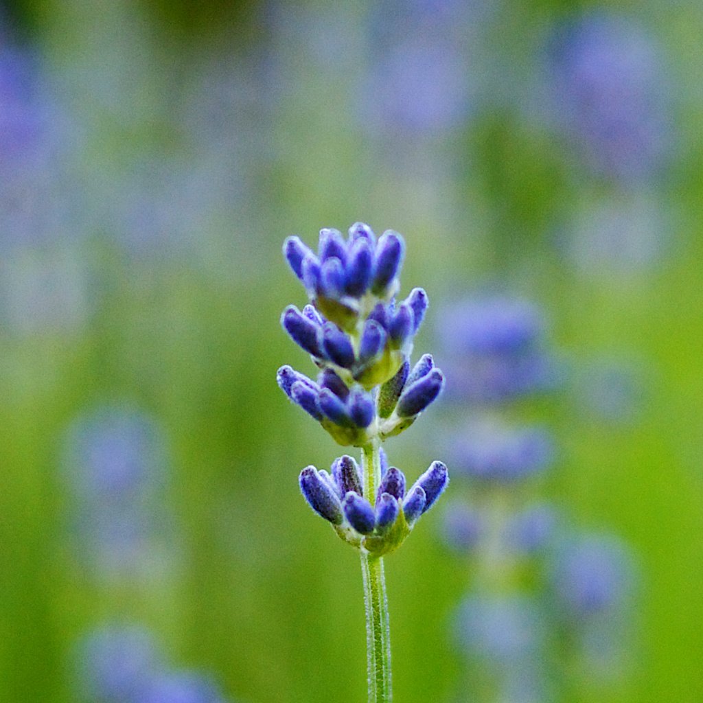 Обои макро, поле, лаванда, размытость, синяя, macro, field, lavender, blur, blue разрешение 4000x1280 Загрузить