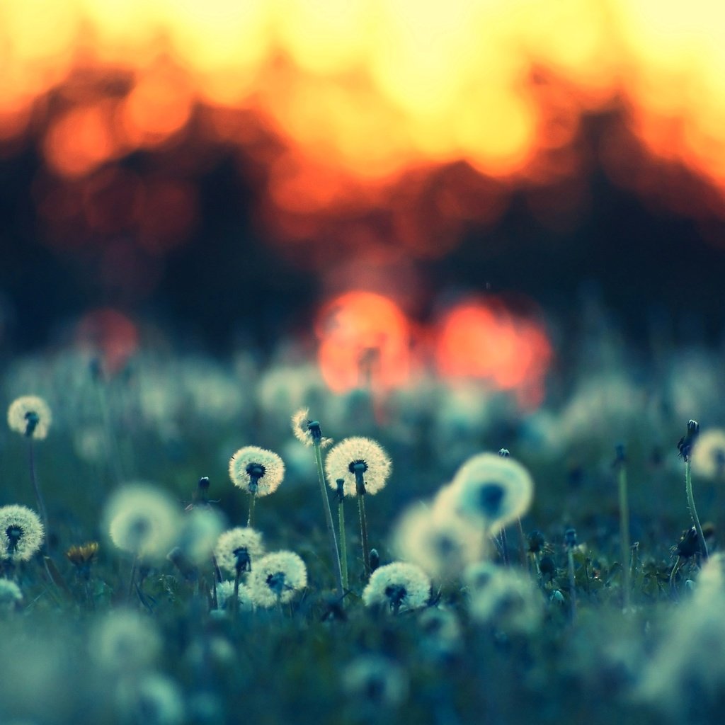 Обои цветы, вечер, природа, лето, одуванчики, flowers, the evening, nature, summer, dandelions разрешение 2560x1600 Загрузить