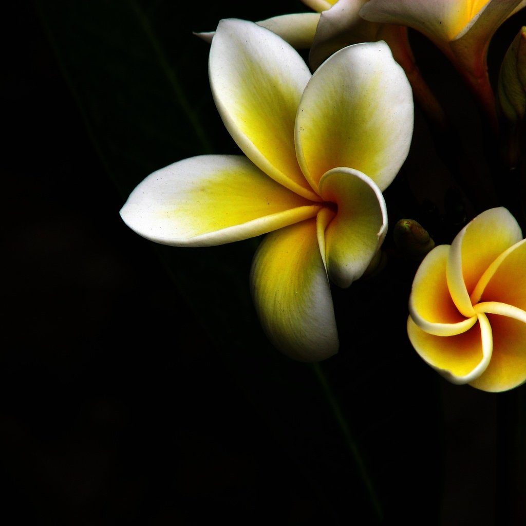 Обои макро, лепестки, бело-желтый, тропический цветок, macro, petals, white-yellow, tropical flower разрешение 2816x2112 Загрузить