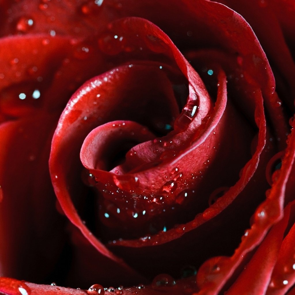 Обои цветок, roza, krasnaya, роса, alaya, nezhnos, капли, леспестки, роза, лепестки, красная, алая, cvety, krasota, flower, rosa, drops, lepestki, rose, petals, red, scarlet разрешение 2560x1600 Загрузить