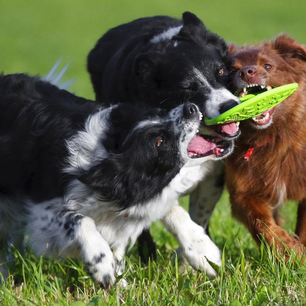 Обои трава, поле, игра, собаки, бордер-колли, конкуренция, grass, field, the game, dogs, the border collie, competition разрешение 2560x1600 Загрузить