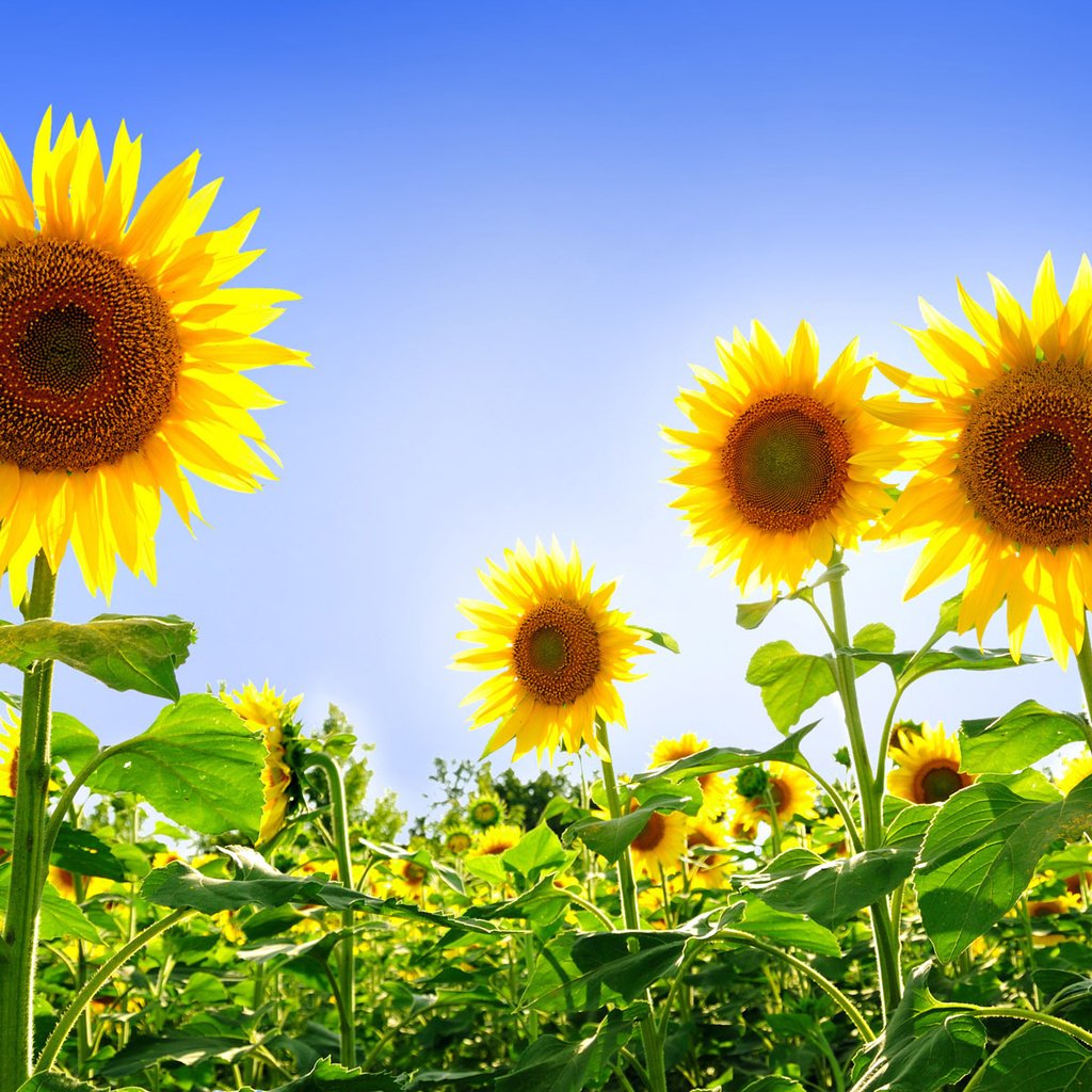 Обои небо, поле, подсолнух, подсолнухи, желтые, podsolnuxi, леспестки, the sky, field, sunflower, sunflowers, yellow, lepestki разрешение 1920x1200 Загрузить