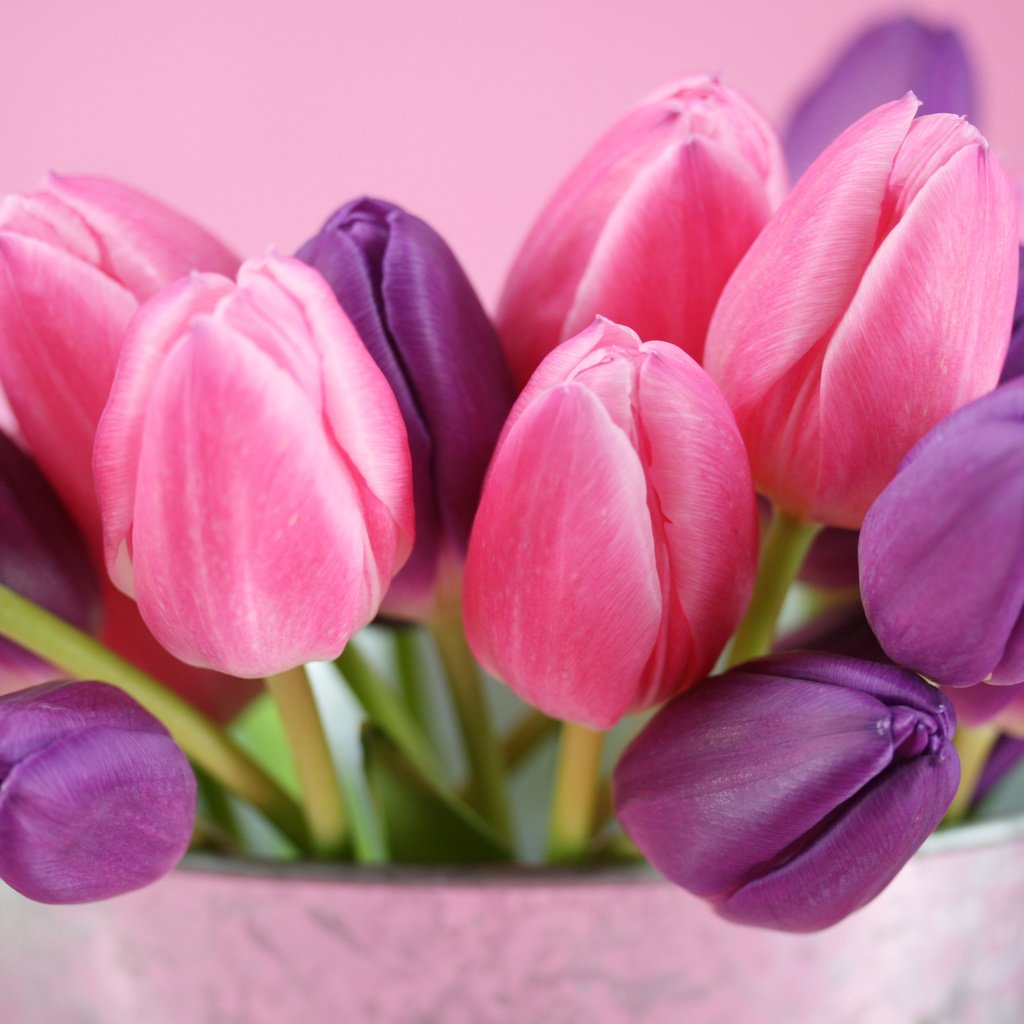 Обои букет, тюльпаны, cvety, rozovyj, fioletovyj, tyulpany, butony, ведерко, bouquet, tulips, bucket разрешение 3504x2336 Загрузить