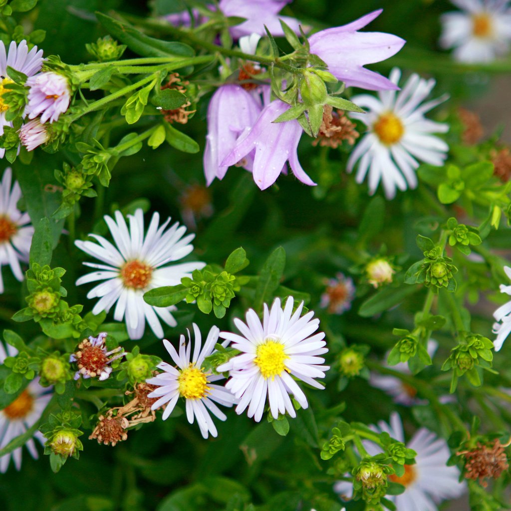 Обои ромашки, клумба, фиалки, chamomile, flowerbed, violet разрешение 2560x1600 Загрузить