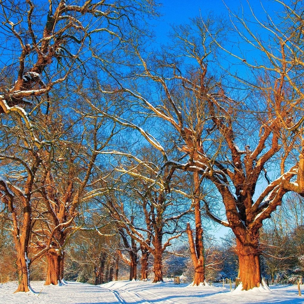 Обои небо, дорога, деревья, снег, зима, ветки, the sky, road, trees, snow, winter, branches разрешение 2560x1600 Загрузить