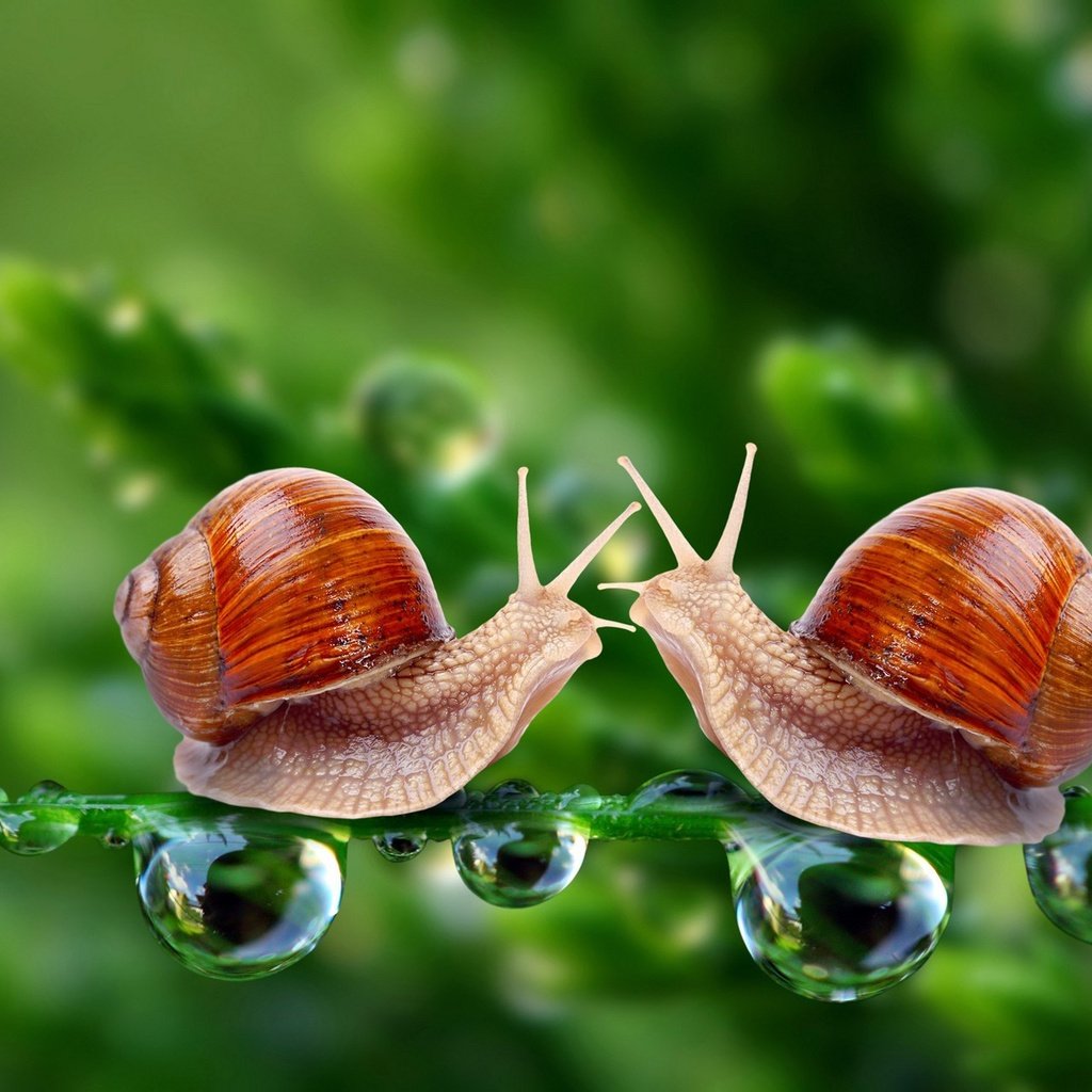 Обои зелень, макро, капли, улитки, встреча, травинка, greens, macro, drops, snails, meeting, a blade of grass разрешение 1920x1280 Загрузить