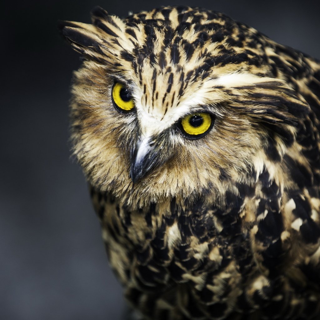 Обои сова, взгляд, хищник, птица, черный фон, перья, owl, look, predator, bird, black background, feathers разрешение 2560x1600 Загрузить