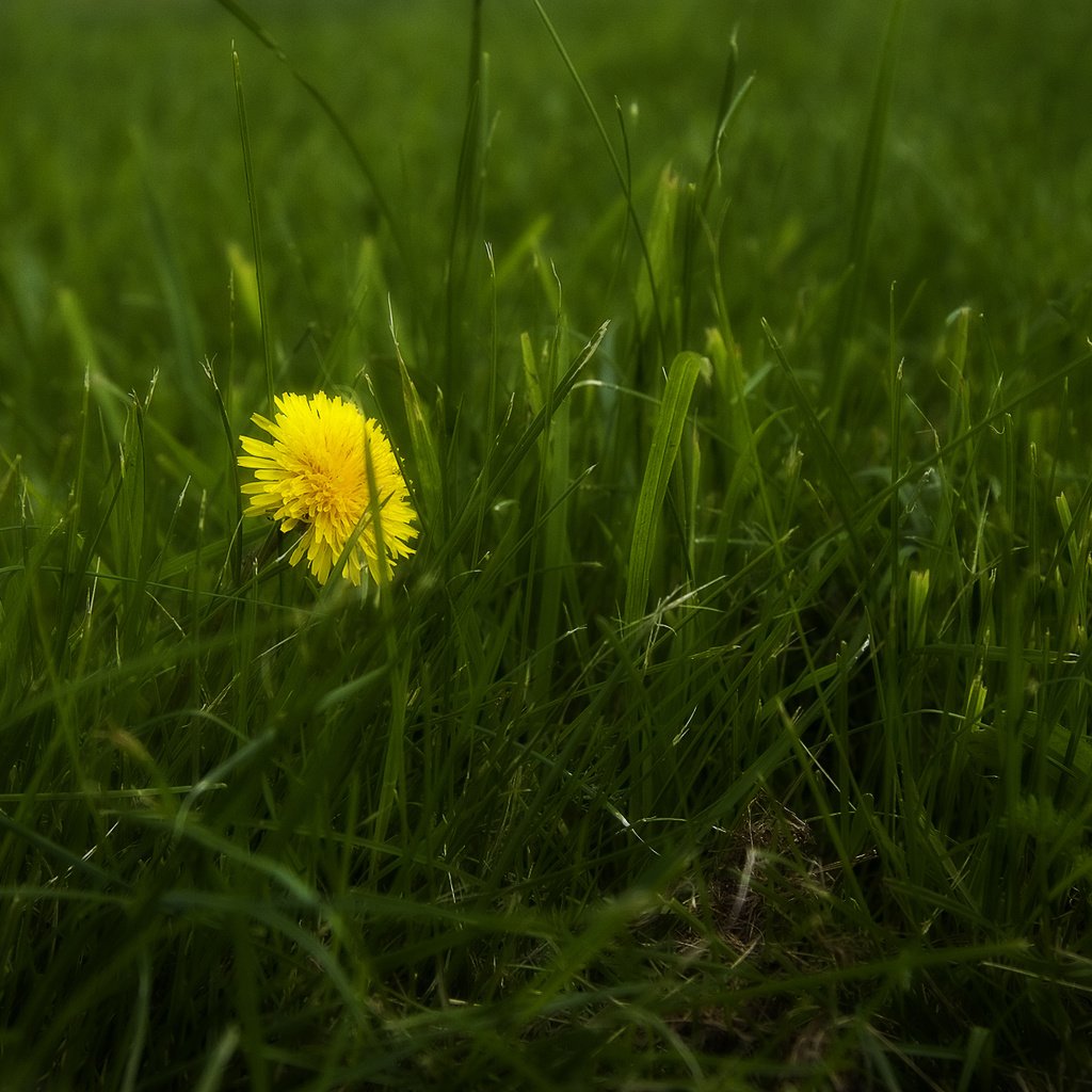 Обои трава, природа, весна, одуванчик, grass, nature, spring, dandelion разрешение 1920x1200 Загрузить