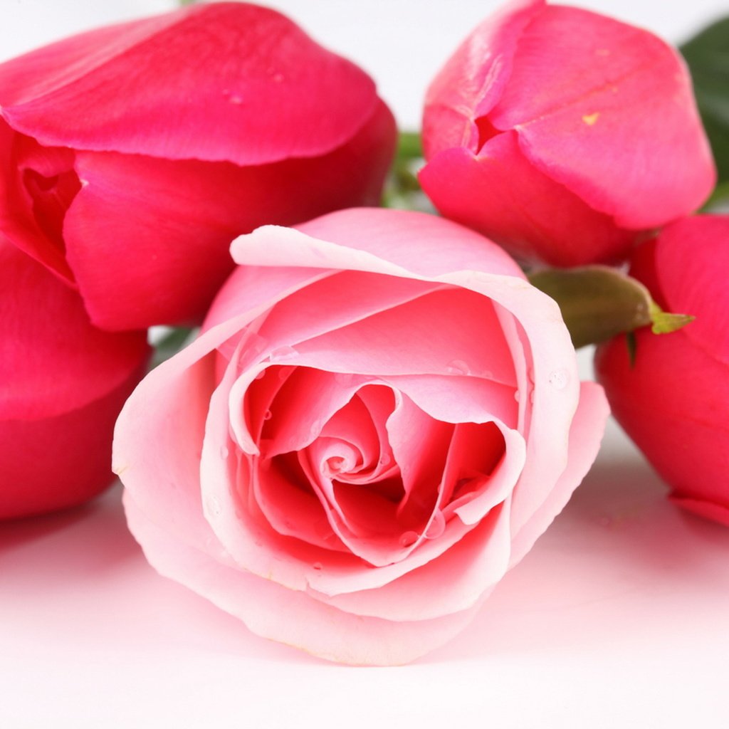 Обои цветы, бутоны, розы, букет, тюльпаны, cvety, tyulpany, rozy, flowers, buds, roses, bouquet, tulips разрешение 2560x1706 Загрузить