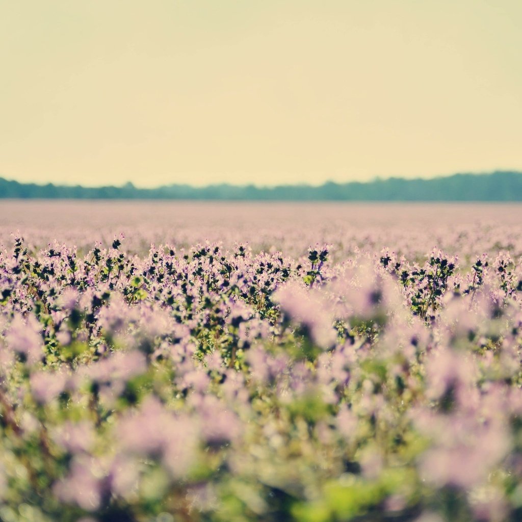 Обои цветы, поле, лаванда, полюс, cvety, priroda, flowers, field, lavender, pole разрешение 2563x1697 Загрузить