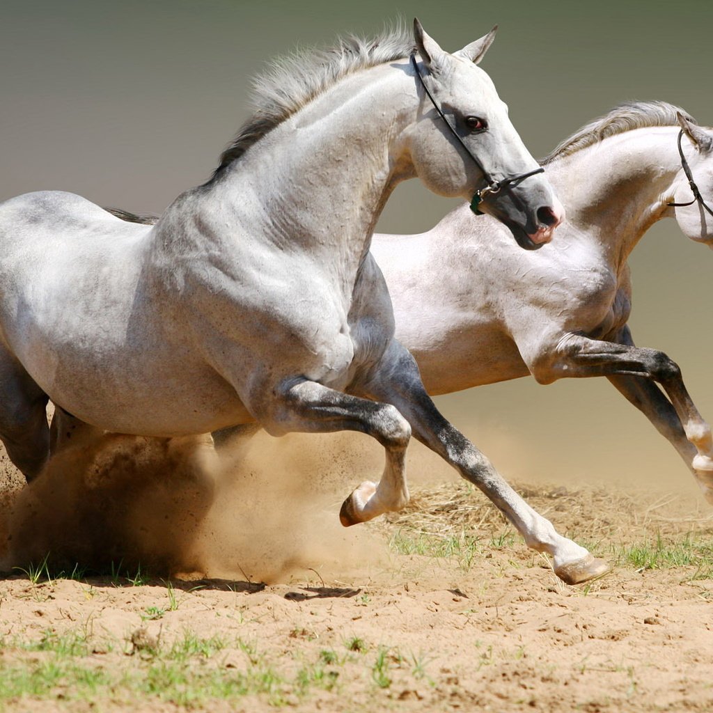 Обои пара, лошади, кони, пыль, грива, бег, копыта, pair, horse, horses, dust, mane, running, hooves разрешение 1920x1080 Загрузить