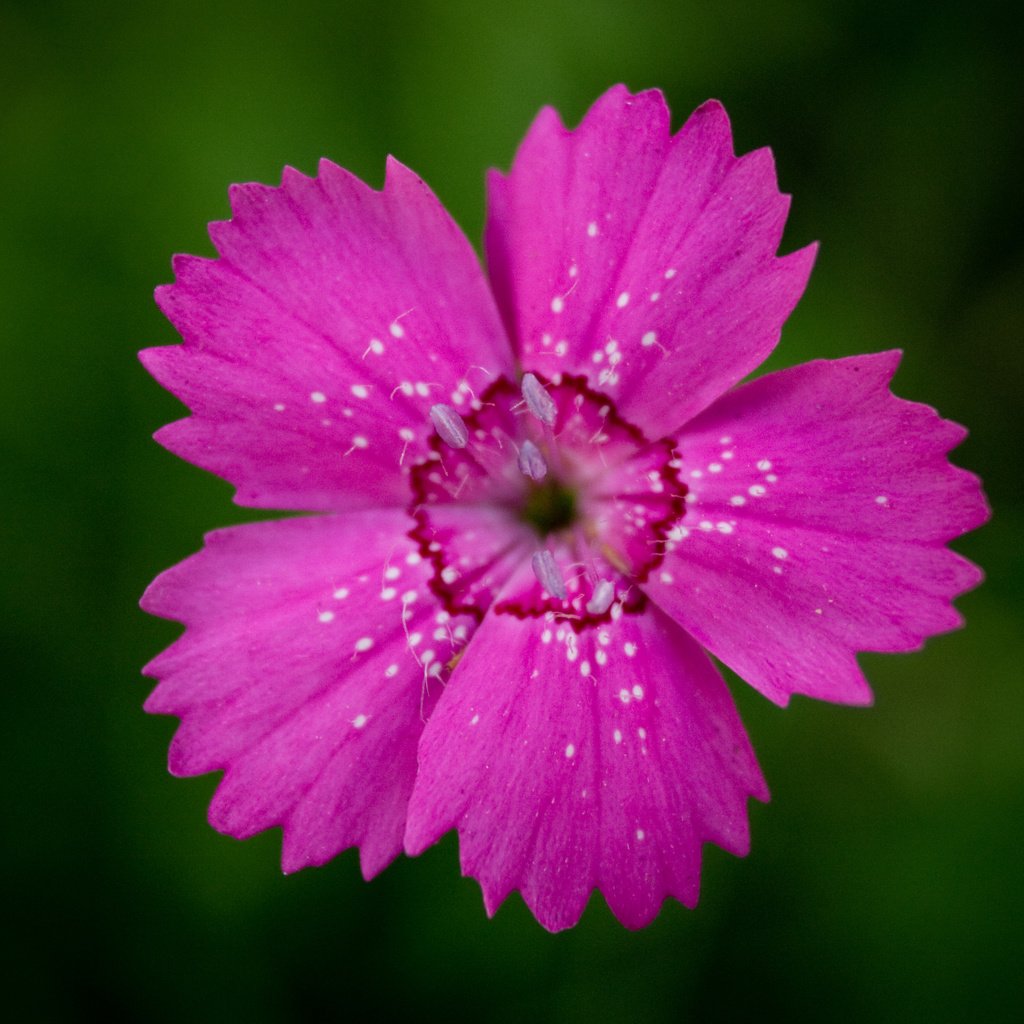 Обои цветок, лепестки, гвоздика, centr, vnutri, flower, petals, carnation, inside разрешение 2560x1600 Загрузить