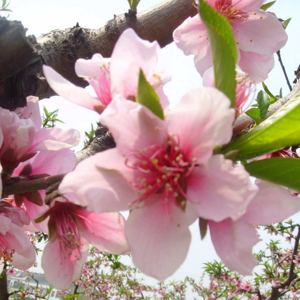 Обои цветение, весна, яблоня, cvety, rozovyj, zelenyj, flowering, spring, apple разрешение 1920x1200 Загрузить