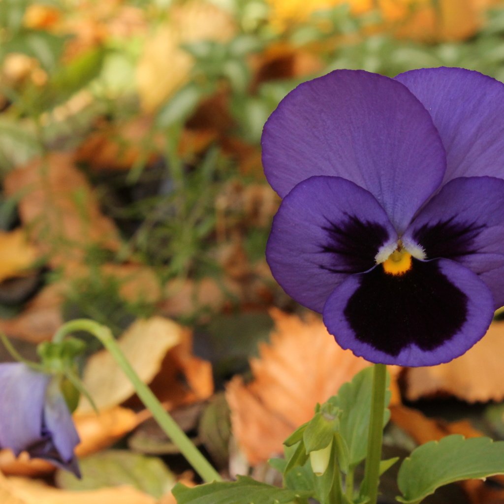Обои цветок, фиолетовый, анютины глазки, fioletovyj, cvetok, osen, fialka, фиалка, flower, purple, pansy, violet разрешение 4272x2848 Загрузить