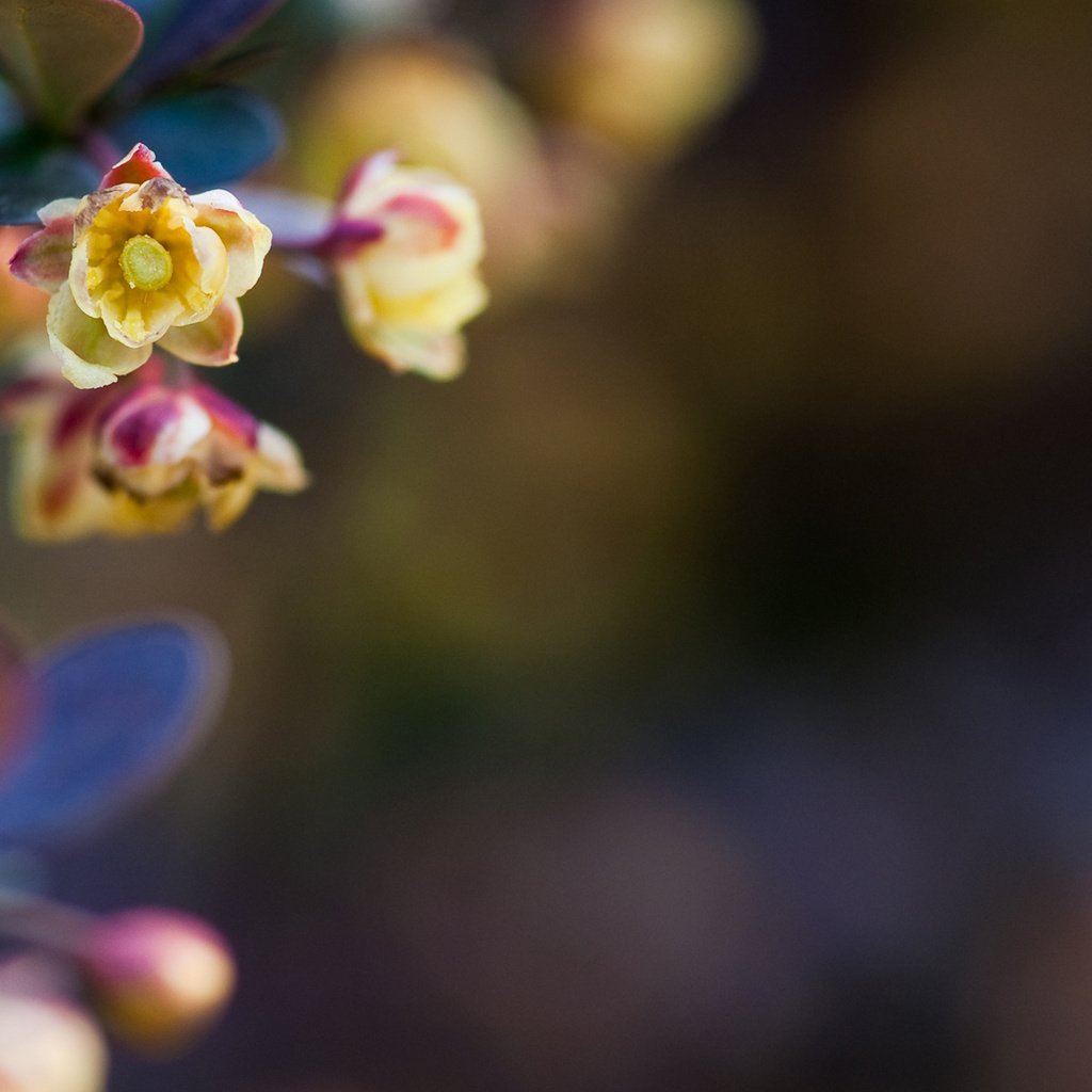 Обои цветение, листья, макро, весна, стебель, makro, cvetochek, барбарис, flowering, leaves, macro, spring, stem, barberry разрешение 1920x1200 Загрузить