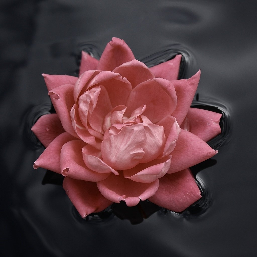 Обои вода, цветок, роза, бутон, розовый, roza, voda, kontrast, water, flower, rose, bud, pink разрешение 1920x1200 Загрузить