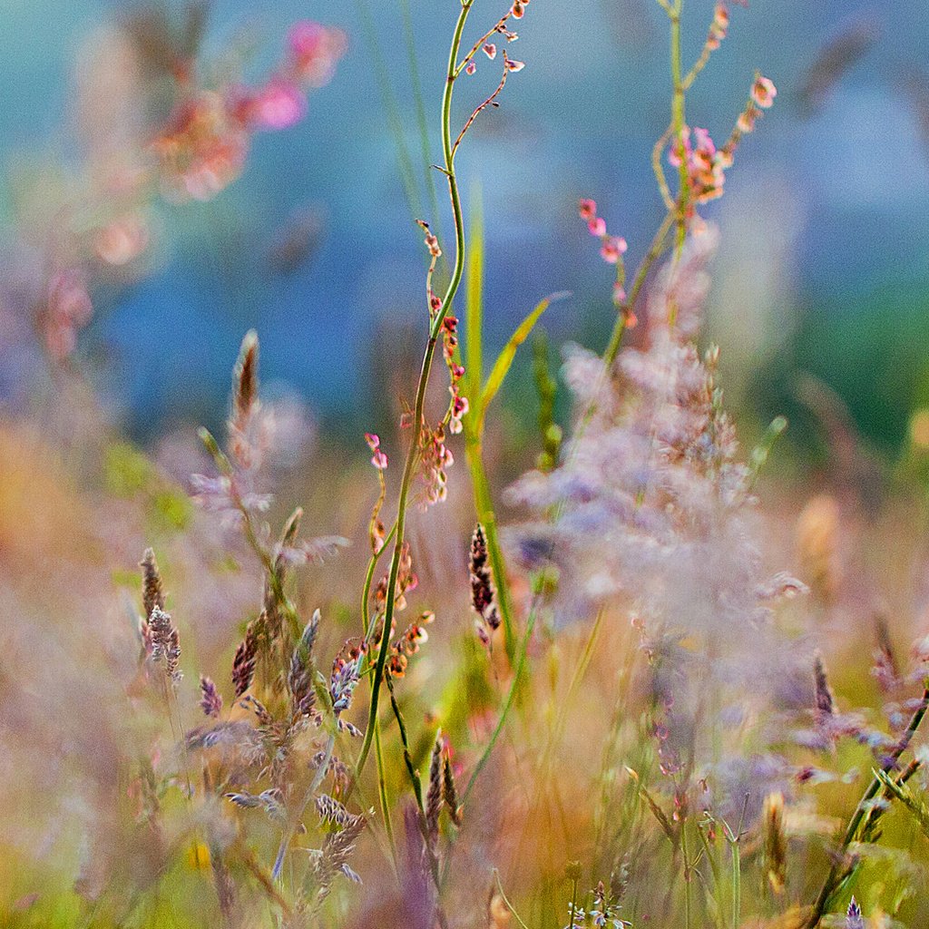 Обои цветы, трава, размытость, полевые цветы, flowers, grass, blur, wildflowers разрешение 3500x1034 Загрузить