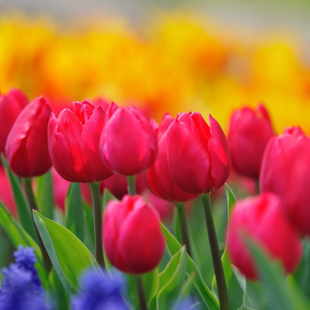 Обои cvety, tyulpany, butony, rozovye, stebli, malinovye, zhe разрешение 2144x1424 Загрузить