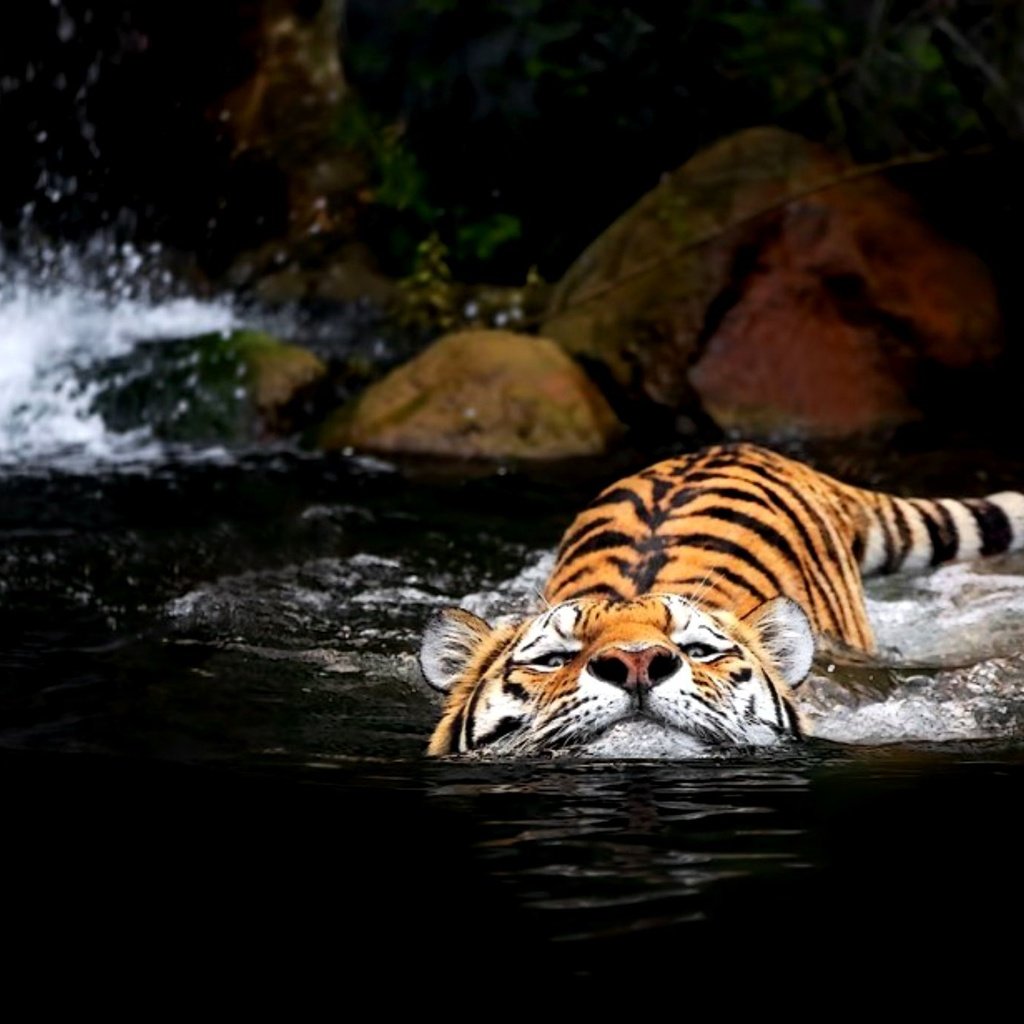 Обои тигр, вода, tiger, water разрешение 2000x1369 Загрузить